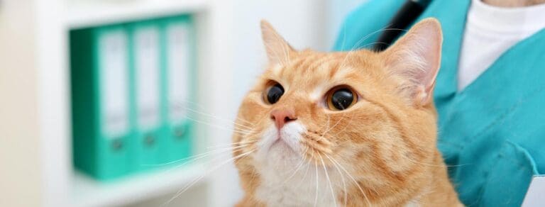 How to Reduce Stress at the Vet