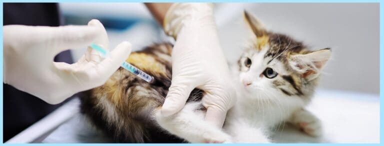What to Know About Cat Vaccinations