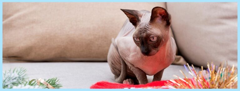 The Sphynx Cat: Bald and Beautiful