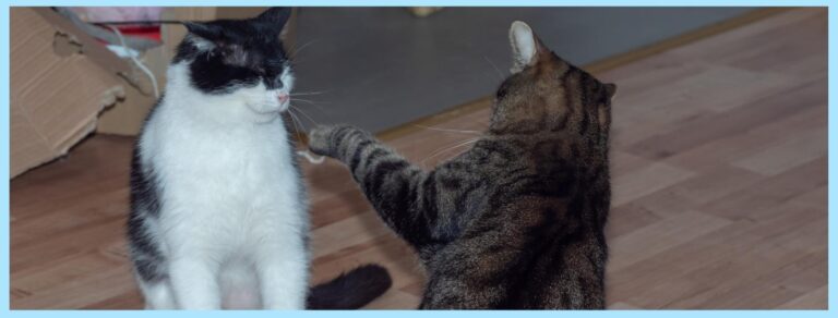 two cats fighting multiple cat household