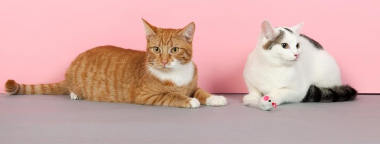 two cats on pink background
