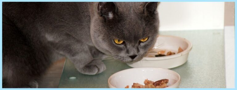 russian blue cats eying a bowl of wet food suspiciously