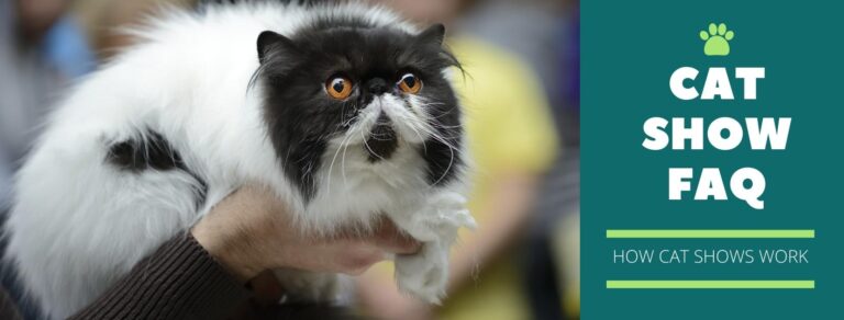 black and white persian being lifted as cat show winner