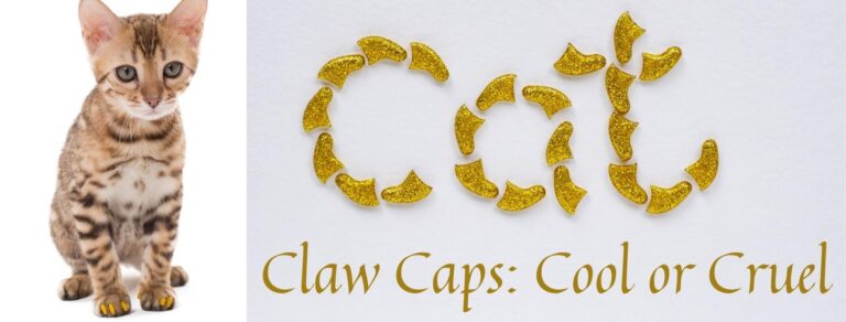 tabby cat wearing gold cat nail covers