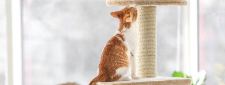 red and white cat playing on a cat tree