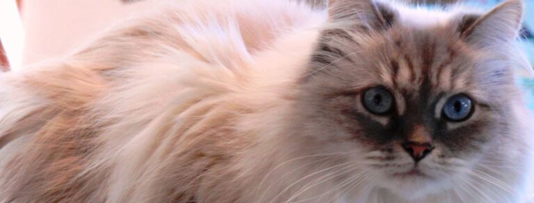 ragmuffin cat header