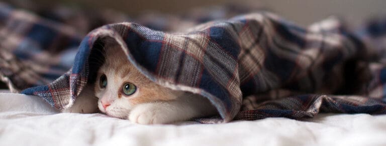 kitten hiding under blankets to keep warm in the cold weather.