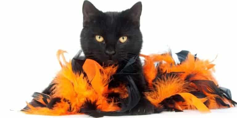 black cat sitting in a pile of orange and black feathers