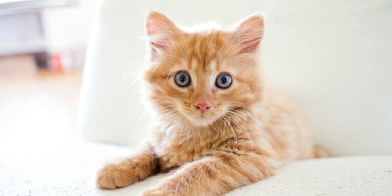 red tabby kitten with blue eyes on white background