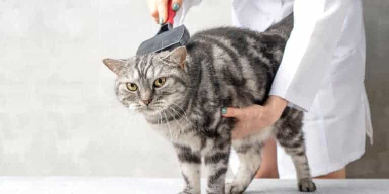 Struggling with an uncooperative kitty during routine grooming? Take a look at these tips and tricks that'll make brushing your pet stress-free!