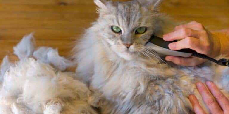 silver tabby long haired cat being shaved because he has matted fur.
