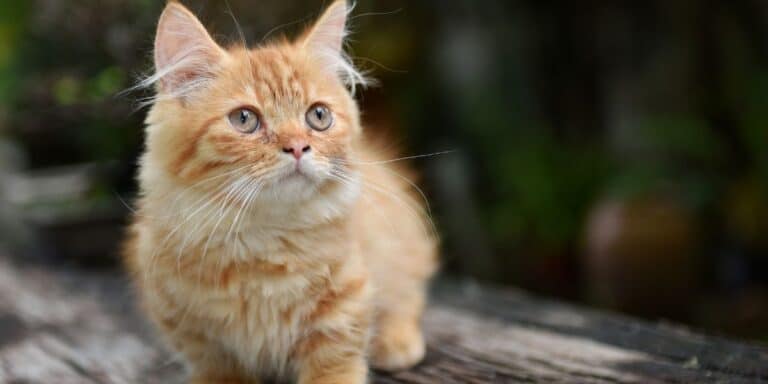 red tabby long haired munchkin cat breed sitting on a log