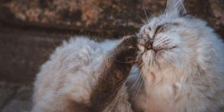 cat scratching it's face