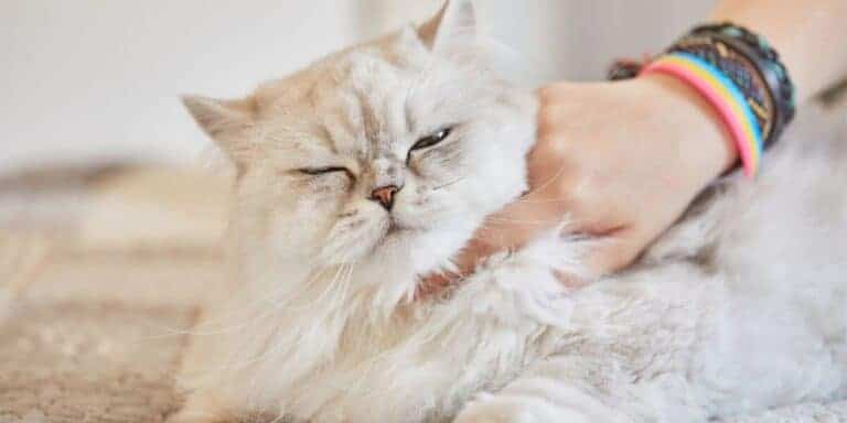 petting a silver shaded cat with one finger after greeting her properly