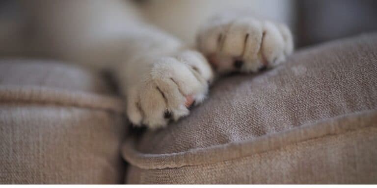 white cat horned paws on a grey sofa