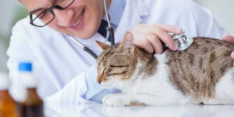 brown spotted tabby and white cat being looked at by a brown haired man with glasses in vet office