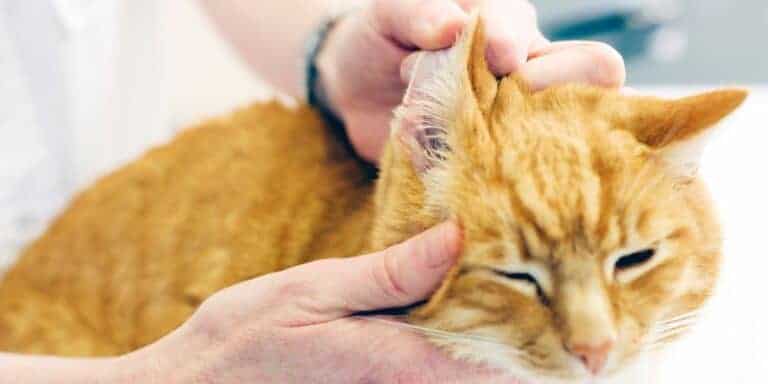 orange tabby cat having it's ear cleaned