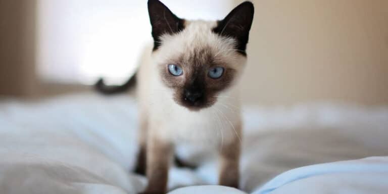 seal point siamese kitten on cream background