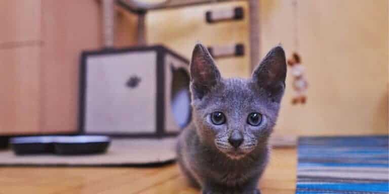 blue gray kitten sitting in front of his cat furniture in his cat-friendly apartment