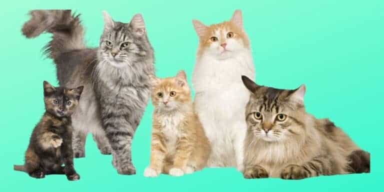 row of 5 cats on a green background