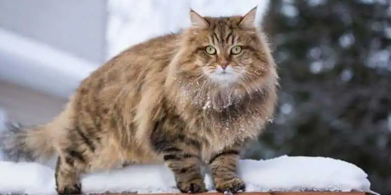Brown tabby siberian cat on snowy background