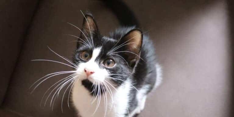 black and white cat staring begging for attention