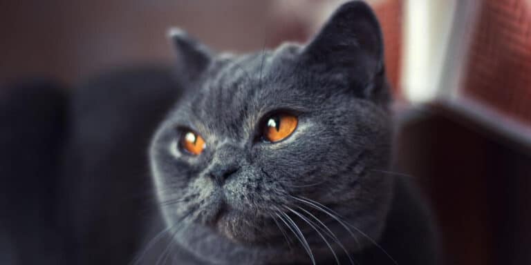 Close up of a classic blue British shorthair cat