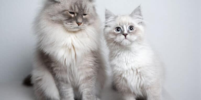 mom and baby silver shaded long haired cats