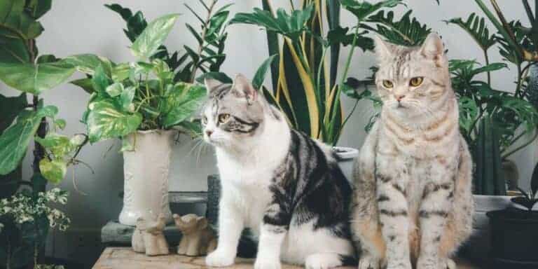 silver tabby and white and brown tabby American Shorthair cats in front of plants