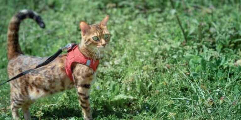 bengal cat wearing orange harness walking in green grass