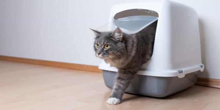 gray tabby cat with white paws coming out of covered litterbox