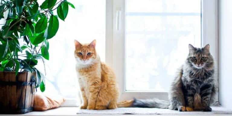 red and white longhaired tabby and brown tabby longhair sitting by a plant in front of a window