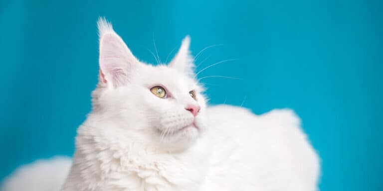 odd eyed white maine coon cat