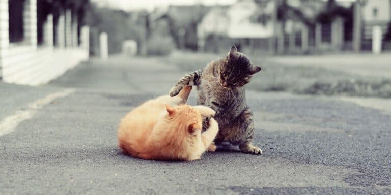 brown tabby and red cat playing or fighting.