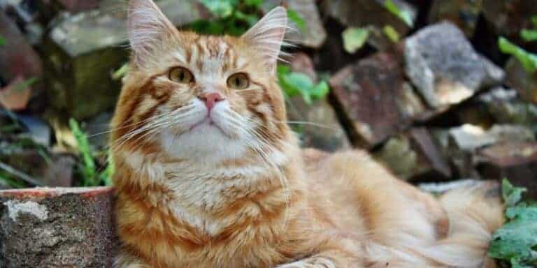 Ginger cat with white bib