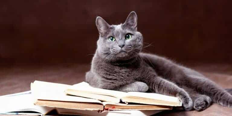 Russian blue cat lying on a pile of open books