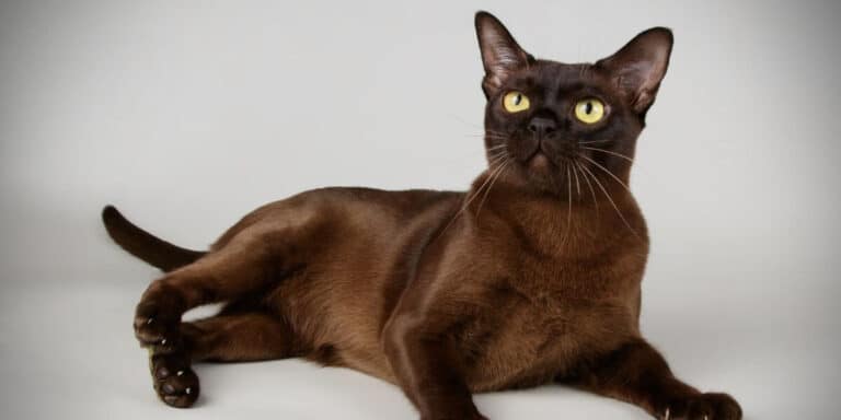 Burmese cat lounging and looking at the camera