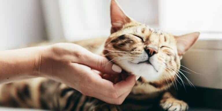 Bengal cat getting his chin scritched