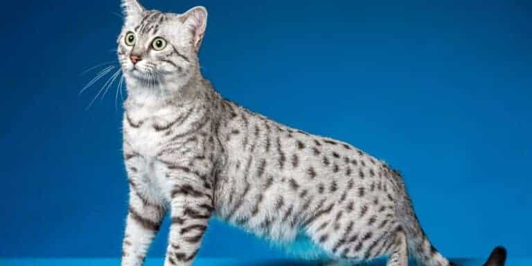 Silver spotted Egyptian Mau cat on a blue background
