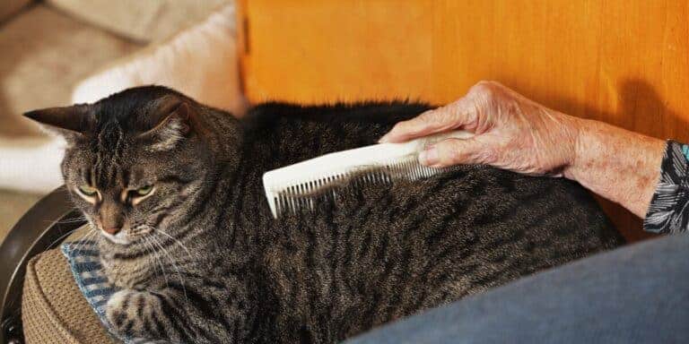 brown tabby senior cat being combed