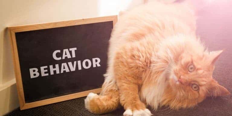fluffy red cat sitting beside a signboard reading cat behavior