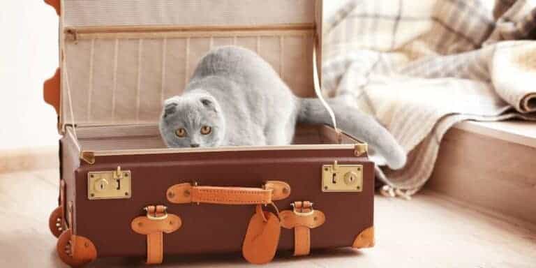 British blue cat in a suitcase