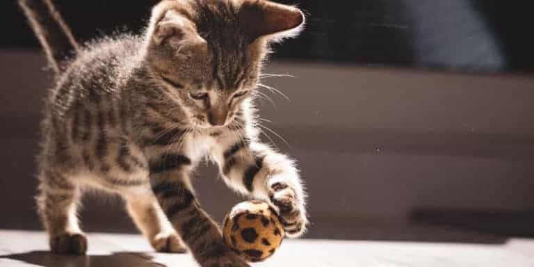brown tabby kitten have some predatory style play with a leopard print feather flipper toy