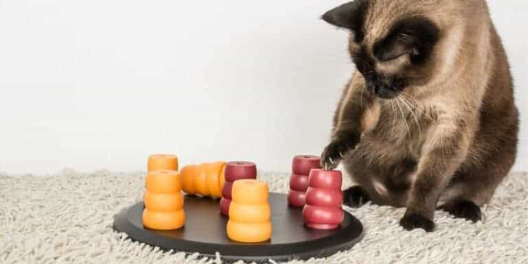 Siamese cat playing with a cat food puzzle