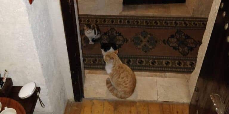 a red and white tabby cat, a calico cat, and a black and white cat quietly playing in a hotel room