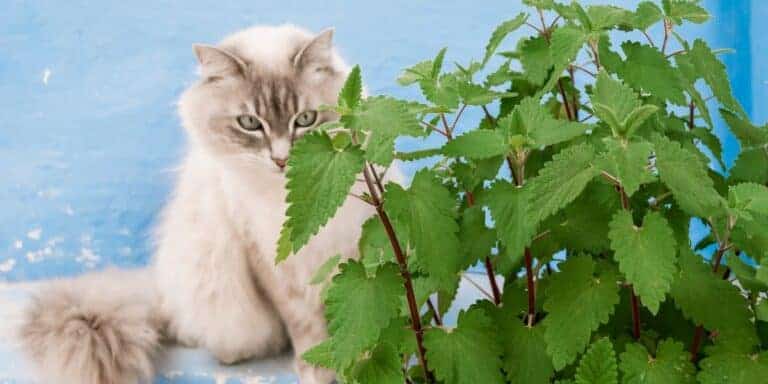 lynx point cat and a catnip plant on blue background