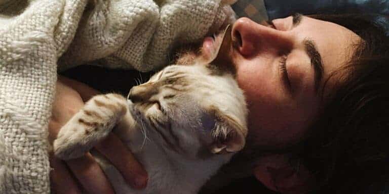 person sleeping with a chocolate lynx point patterned cat showing bonding behavior.