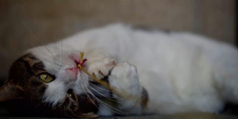 senior aged tabby and white cat playing with a toy for exercise