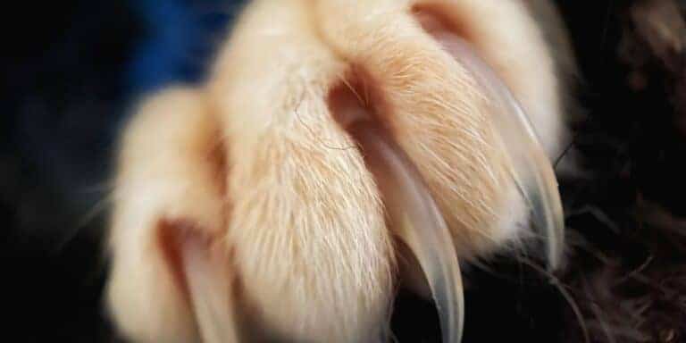 cream colored cat paw with claws extended