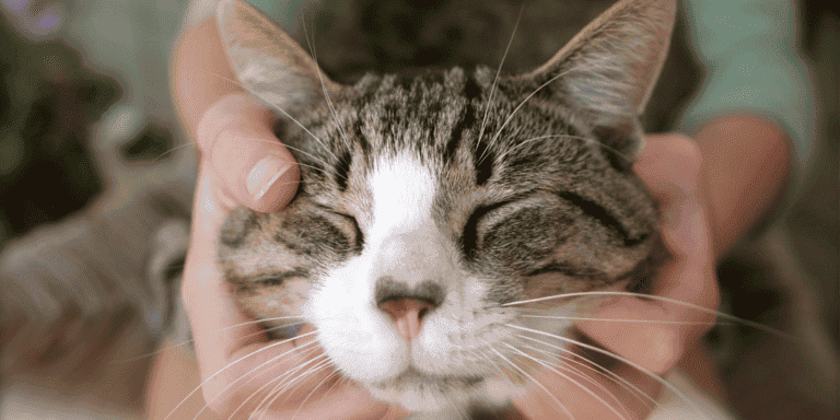 Tabby and white cat getting a massage